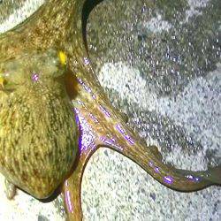 焼津港、石津浜での釣果